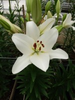 [5102 Parrano VH No02.JPG]